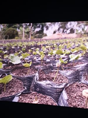 Film, kafe a jednohubka 7