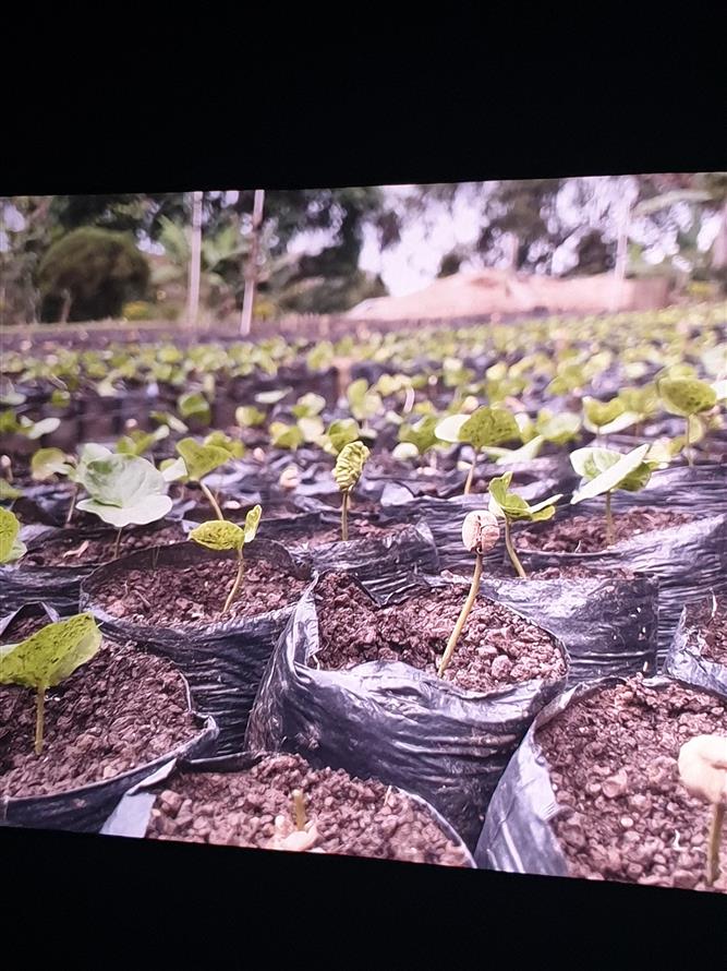 Film, kafe a jednohubka 7