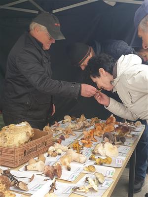 Farmářský trh s myklogogickou poradnou a stanem zdraví 4