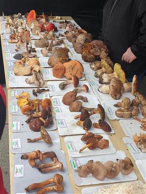 Farmářský trh s myklogogickou poradnou a stanem zdraví 3