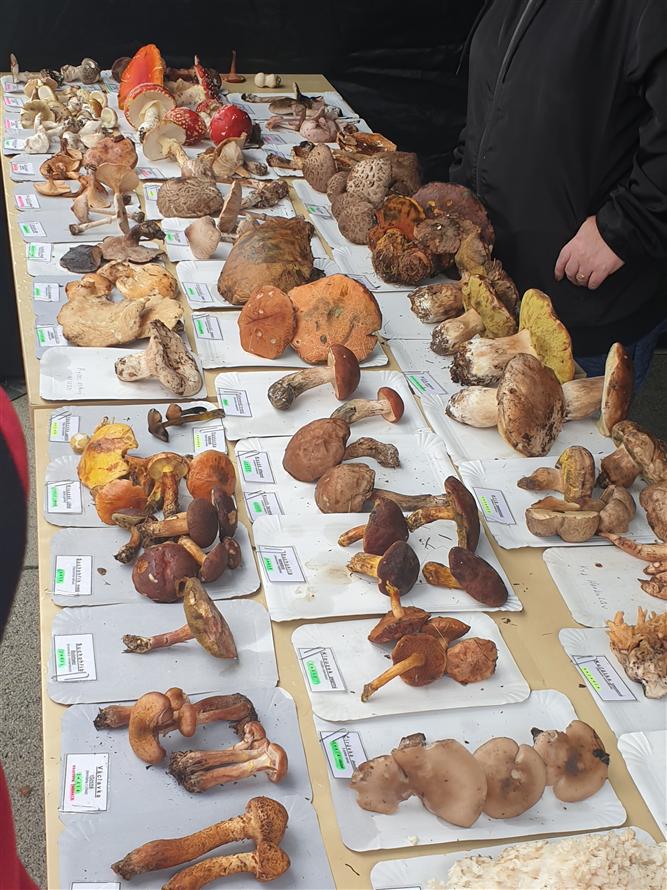 Farmářský trh s myklogogickou poradnou a stanem zdraví 3