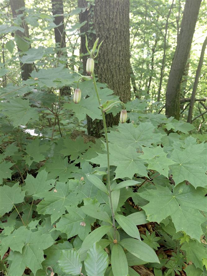 Za krásami místních orchidejí - projekt Rozmanitostí k rovnováze 12
