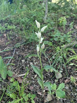 Za krásami místních orchidejí - projekt Rozmanitostí k rovnováze 9