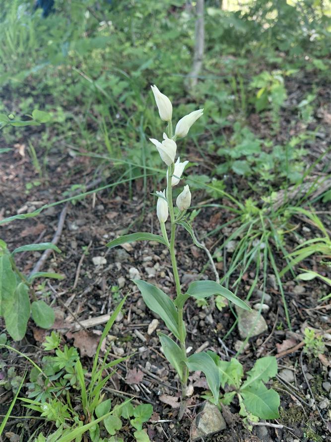 Za krásami místních orchidejí - projekt Rozmanitostí k rovnováze 9