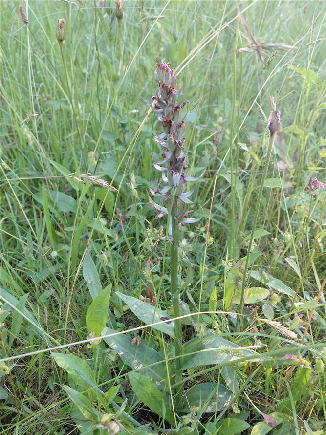 Za krásami místních orchidejí - projekt Rozmanitostí k rovnováze 6