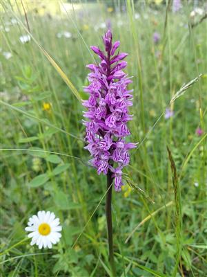 Za krásami místních orchidejí - projekt Rozmanitostí k rovnováze 5
