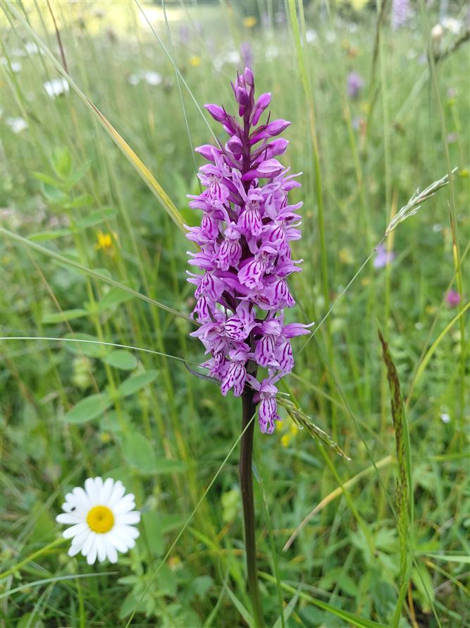 Za krásami místních orchidejí - projekt Rozmanitostí k rovnováze 5