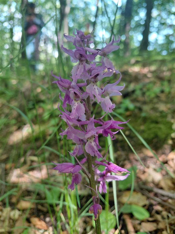 Za krásami místních orchidejí - projekt Rozmanitostí k rovnováze 4