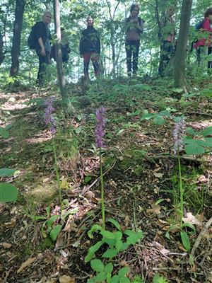 Za krásami místních orchidejí - projekt Rozmanitostí k rovnováze 3
