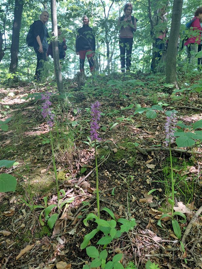 Za krásami místních orchidejí - projekt Rozmanitostí k rovnováze 3