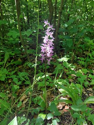 Za krásami místních orchidejí - projekt Rozmanitostí k rovnováze 1