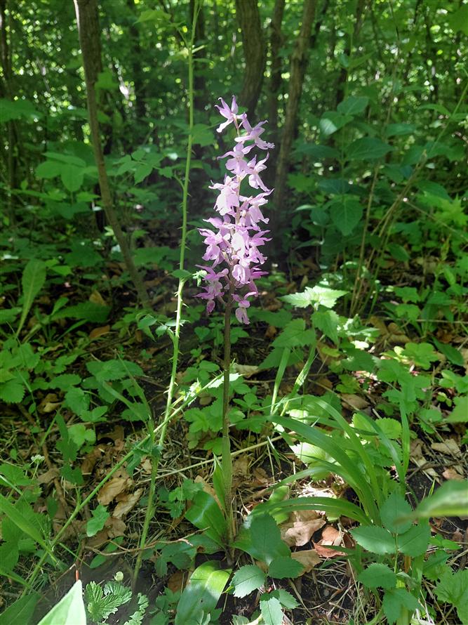 Za krásami místních orchidejí - projekt Rozmanitostí k rovnováze 1
