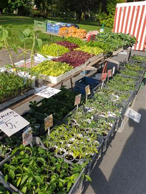 Fairtradový stan na květnovém farmářském trhu 4