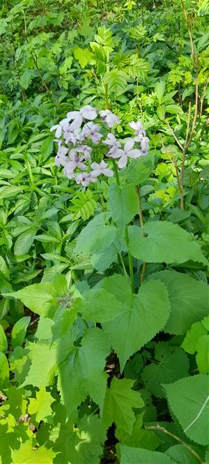 Měsíc pro zemi - Léčivá síla kamenů a bylin 3