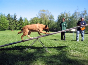 Vítězná fena Milana Olivy z Jihomoravské záchranné brigády při překonávání kladiny se sklopným bodem.<br/>
FOTO: LENKA HOLUBOVÁ