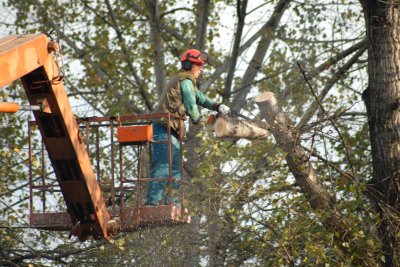 Kácení stromů na frekventovaných místech je problematické a zdlouhavé, k tomu je potřeba nasadit různou techniku.<br/>       
FOTO: DAVID MACHÁČEK
