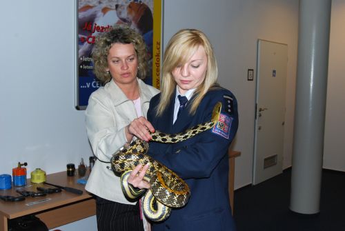 Celníci si na cvičení zkoušeli manipulaci s živými zvířaty, ale v praxi jsou povinni přivolat odborníky. Jen ti mohou posoudit, zda se nejedná o jedovatý druh.<br/>                         
FOTO: ILONA MAZALOVÁ
