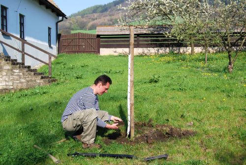 Dalibor Kvita zasadil na zahradě Fojtství dvě jabloně místních starých odrůd - kopřivnický kuželek a lipůvku.<br/>                                                                                            
FOTO: ILONA MAZALOVÁ
