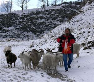 Dostat stádo kašmírských koz z arboreta stálo Petra Pavlíka značné úsilí a spoustu rohlíků a chleba.<br/> FOTO: ILONA MAZALOVÁ