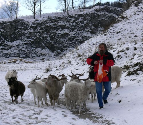 Dostat stádo kašmírských koz z arboreta stálo Petra Pavlíka značné úsilí a spoustu rohlíků a chleba.<br/> FOTO: ILONA MAZALOVÁ