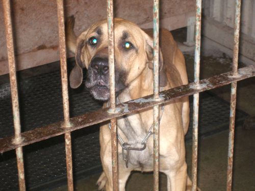 Psi se ve vlčovickém útulku dlouho nezdrží. Vybírat si nového psa jezdí lidé ze širokého okolí. Útulek poskytuje i hotelové služby. <br/>                                                                          
FOTO: ARCHIV
