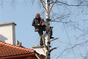 Z veřejných prostranství v Kopřivnici během minulého roku zmizelo přes tři sta stromů. Nové výsadby nebyly ani desetinové. Chybí peníze i vhodná místa.
FOTO: DAVID MACHÁČEK