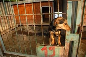 Počet psů v útulku se během vánočních svátků nezvýšil. S problémem neuvážených živých dárků se v místním útulku nesetkávají.
FOTO: DAVID MACHÁČEK