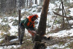 V letošním roce bude v městských lesích vytěženo celkem 290 metrů krychlových dřeva. Na vykácených plochách budou provedeny nové výsadby.
FOTO: DAVID MACHÁČEK