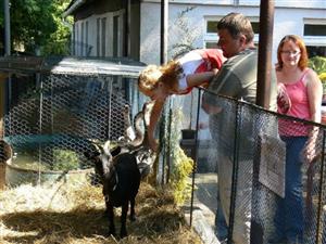 Největším povyražením pro děti byly na výstavě drobného domácího zvířectva kozy kamerunské. Díky rozlišení barevnými obojky a popisu na ně děti pokřikovaly jmény 
FOTO: ILONA MAZALOVÁ
