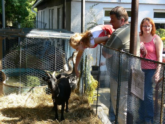 Největším povyražením pro děti byly na výstavě drobného domácího zvířectva kozy kamerunské. Díky rozlišení barevnými obojky a popisu na ně děti pokřikovaly jmény 
FOTO: ILONA MAZALOVÁ