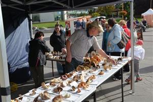Součástí posledního letošního farmářského trhu byla také mykologická poradna Jaromíra Durčeka, který zájemcům nejen radil s jejich úlovky, ale představil i řadu vlastních.
FOTO: DAVID MACHÁČEK
