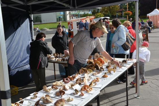 Součástí posledního letošního farmářského trhu byla také mykologická poradna Jaromíra Durčeka, který zájemcům nejen radil s jejich úlovky, ale představil i řadu vlastních.
FOTO: DAVID MACHÁČEK