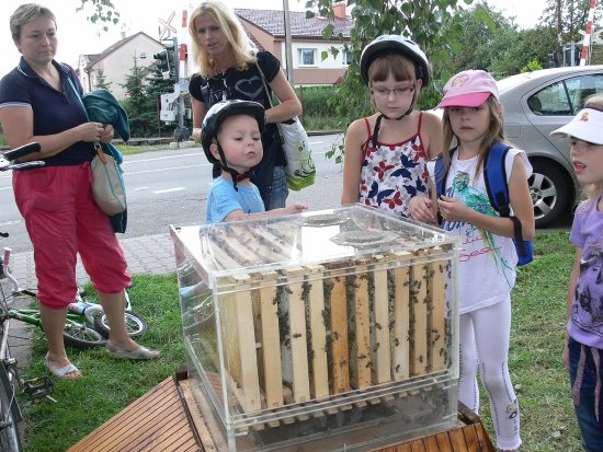 Ukázkový úl díky proskleným stěnám přitahoval pozornost dětí i dospělých. Protože se jednalo o mladé včelstvo, bylo v něm podle odhadu deset až patnáct tisíc včel.
FOTO: ILONA MAZALOVÁ