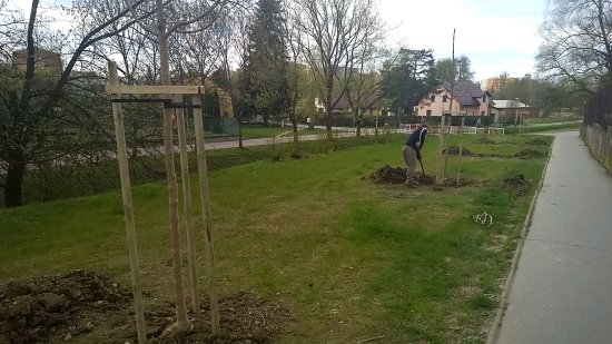 Vloni bylo na území města vysázeno 63 vzrostlých stromů. Letos na jaře pokračují výsadby v souvislosti s ukončením prací na horkovodech.
FOTO: DAVID MACHÁČEK