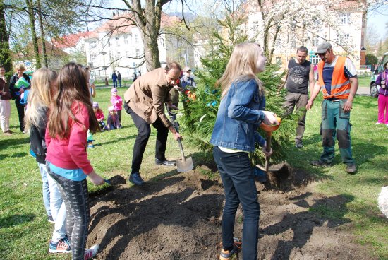 Vyvrcholením dopoledního programu ke Dni Země byla výsadba sekvojovce, který by se měl stát dominantou sadu E. Beneše. Strom by mohl dorůst až do výšky čtyřiceti metrů. 
FOTO: DANA HOĎÁKOVÁ