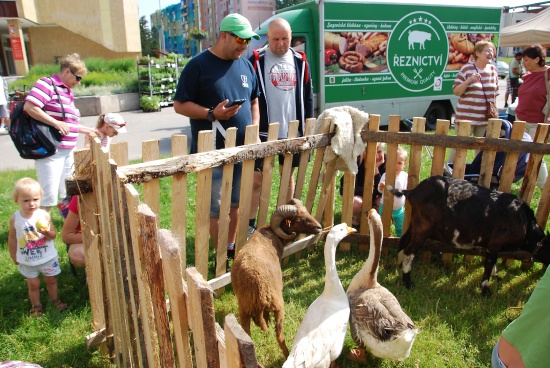 Součástí farmářského trhu, který se uskutečnil v pátek 10. června v centru Kopřivnice, byl i improvizovaný dvůr s hospodářskými zvířaty, se kterými se jinak městské děti setkají jen výjimečně.
FOTO: DANA HOĎÁKOVÁ