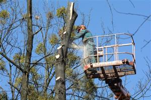 V parku E. Beneše začaly práce na ořezu a vykácení nemocných a jmelím silně napadených stromů. Nejnebezpečnější dřeviny byly zcela odstraněny.
FOTO: DAVID MACHÁČEK