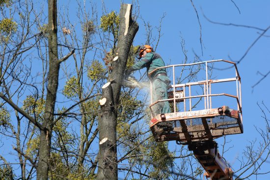 V parku E. Beneše začaly práce na ořezu a vykácení nemocných a jmelím silně napadených stromů. Nejnebezpečnější dřeviny byly zcela odstraněny.
FOTO: DAVID MACHÁČEK