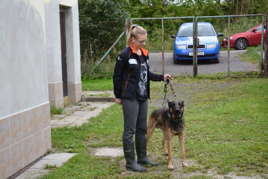 Psi se ve vlčovickém útulku většinou moc dlouho nezdrží. Za celý loňský rok jich prošlo útulkem 208.
ILUSTRAČNÍ FOTO: DANA HOĎÁKOVÁ