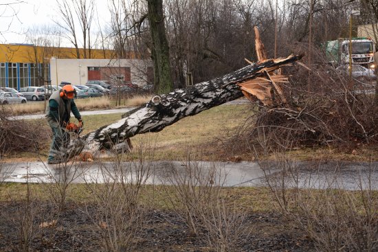 Odstraňování škod napáchaných orkánem Sabine zaměstnávalo pracovníky Slumeka téměř po celý týden. Vítr poškodil některé budovy, dopravní značky, lámal a vyvracel stromy i náhrobky.
FOTO: DAVID MACHÁČEK