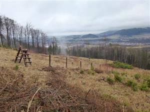 Jedním z míst, kde lesníci i vlivem sucha bojují s opětovným zalesněním, je část svahu kopce Pískovna.
FOTO: JAKUB COCHLAR