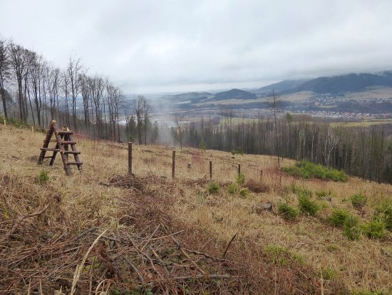 Jedním z míst, kde lesníci i vlivem sucha bojují s opětovným zalesněním, je část svahu kopce Pískovna.
FOTO: JAKUB COCHLAR