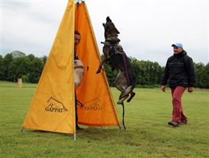 Vytrénovanému čichu německého ovčáka Ladislava Růži – Udinovi – nic neunikne. Jednou z disciplín víceboje je vystopování figuranta.
FOTO: ARCHIV LADISLAVA RŮŽI