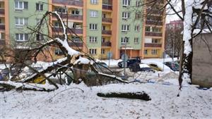 Jedním z míst, kde strom neudržel tíhu mokrého sněhu, byla ulice I. Šustaly. Některé stromy musely být skáceny, jiným pomohl odborný ořez.
FOTO: JAN HABR