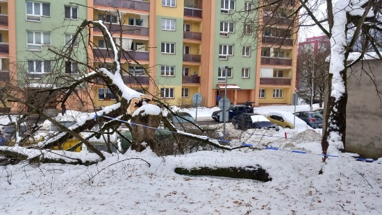 Jedním z míst, kde strom neudržel tíhu mokrého sněhu, byla ulice I. Šustaly. Některé stromy musely být skáceny, jiným pomohl odborný ořez.
FOTO: JAN HABR