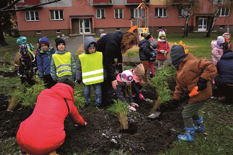 Předškoláci MŠ Pionýrské v minulém týdnu vysazovali bambus, jenž má vytvořit bludiště a odclonit tak hřiště od parkujících automobilů. FOTO: DANA HOĎÁKOVÁ
