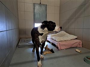 Snímek z návštěvy psího útulku vybudovaného v Havířově, pořízený zástupci kopřivnické radnice při hledání dobré praxe v okolních městech