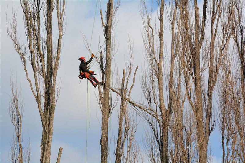Chemikáliemi poškozené topoly u garáží pod Bílou horou musely být při pokusu o jejich záchranu radiálně ořezány.
