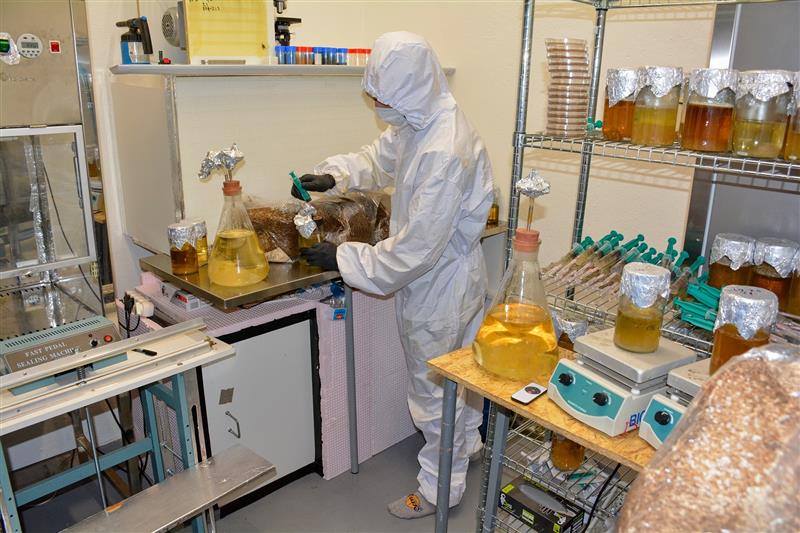 Jako v biologické laboratoři to vypadá v některých částech provozu pěstírny hub v Lubině. Firma MYCODA v bývalých potravinách pěstuje korálovec ježatý i další druhy