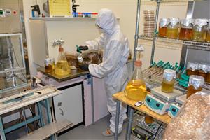 Jako v biologické laboratoři to vypadá v některých částech provozu pěstírny hub v Lubině. Firma MYCODA v bývalých potravinách pěstuje korálovec ježatý i další druhy